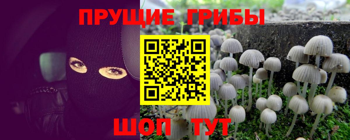 Псилоцибиновые грибы GOLDEN TEACHER  Вход с VPN  Псилоцибиновые грибы Magic Shrooms  Корсаков 